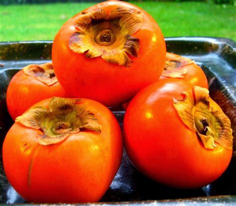 Álbumes 91+ Imagen De Fondo Fruta Que Se Parece Al Tomate Cena Hermosa ...