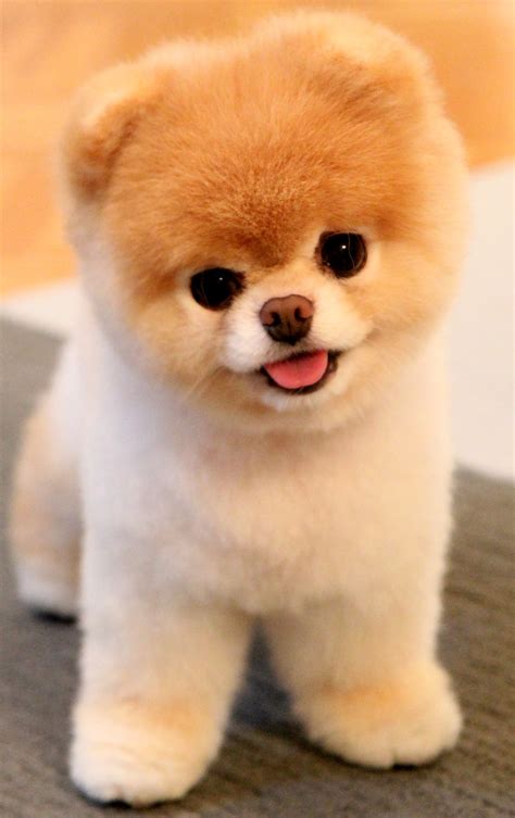 7 Dogs That Look Like Stuffed Animals | Rover Blog