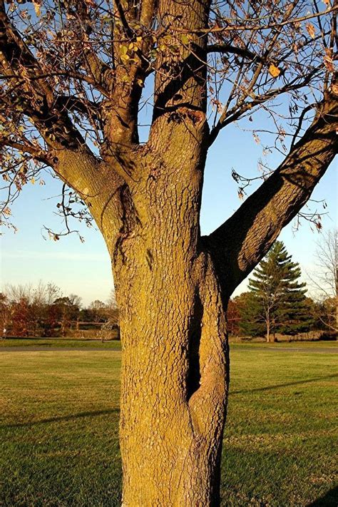 PlantFiles Pictures: Boxelder, Box Elder Maple, Manitoba Maple (Acer negundo) by melody