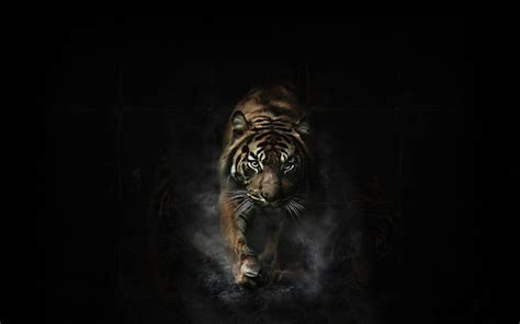 Black Tiger Wallpapers - Wallpaper Cave