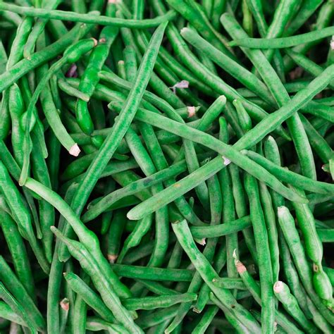 Jade Bush Bean Seeds (Treated) - 50 Lb Bulk - Non-GMO, Heirloom Green Bean Seeds - Vegetable ...