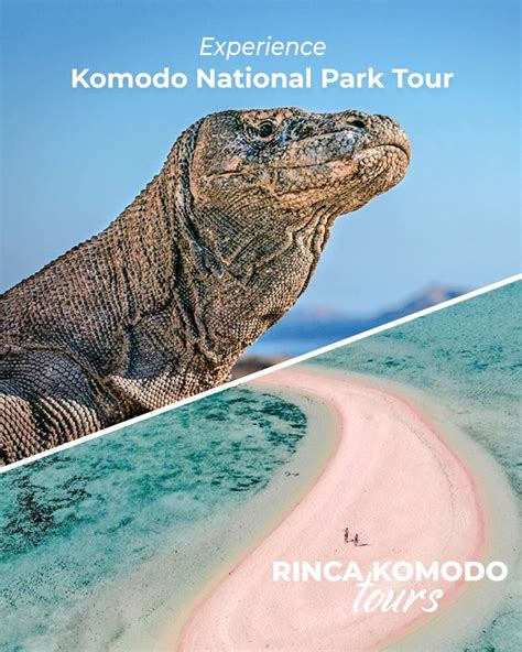 Experience Komodo National Park Tour - Flores Komodo Packages, Bali Komodo Dragon Tour, Rinca ...