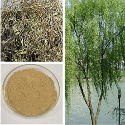 100% Natural White Willow Bark Extract (Salicin 15%-98%HPLC) - China ...