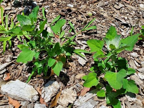 Fruit & Vegetables - A Beginners Guide to Edible Weeds | Fat Hen/Goosefoot (Chenopodium spp ...