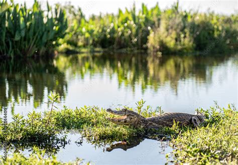 Yacare caiman with open mouth in its beautiful habitat next to the river. Ibera Wetlands ...