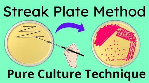 Streak plate method | Pure culture technique Microbiology | Part 1 - YouTube