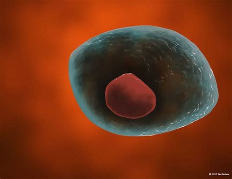 Embryonic or Induced Pluripotent Stem Cell Markers: R&D Systems