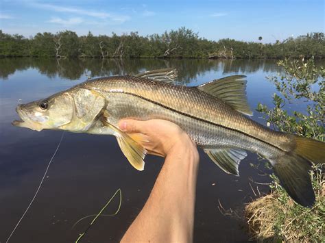 Late season snook in the backwaters of central Florida : r/Fishing