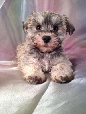 Schnoodle Breeders with Puppies for sale Now!