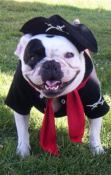 Spooky Pooch Attire : Halloween Fun Bulldog Halloween Costumes, Make Yourself Halloween Costumes ...