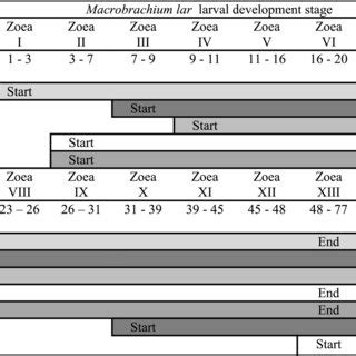 Larval development stages of M. lar . | Download Scientific Diagram