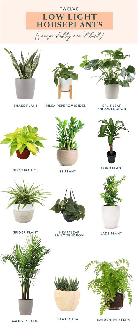 Twelve Low Light Indoor Plants You Probably Can't Kill | Low light house plants, Indoor plants ...