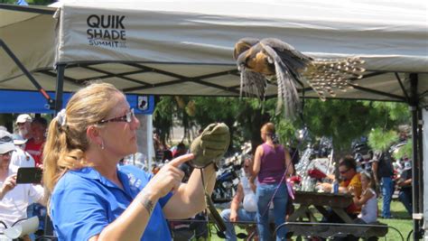 Events - The Falconry Experience