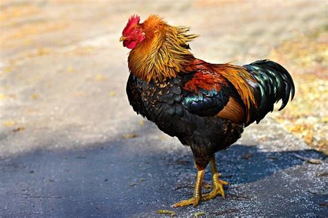 190+ Good Rooster Names - Cute, Cool, & Unique Names For A Rooster