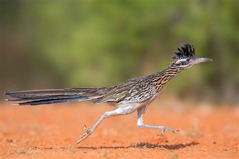 The 25+ best Greater roadrunner ideas on Pinterest | Road runner bird, Pretty birds and Arizona ...