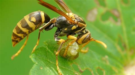 Arthropod Predators: Nature's Defenders - CornellCast