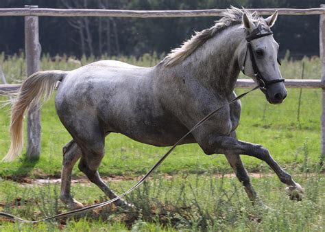 How horse names resemble trademarks - Cybersecurity, intellectual ...