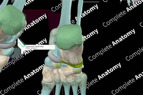 Calcaneal Tuberosity | Complete Anatomy