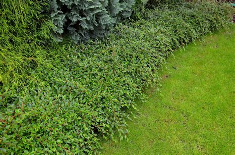 Lowfast Bearberry Cotoneaster | Plants Express