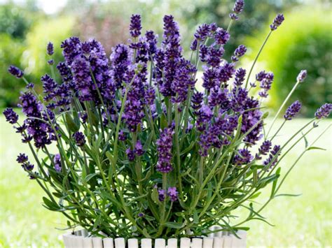 How to Grow and Care for Lavender - World of Flowering Plants