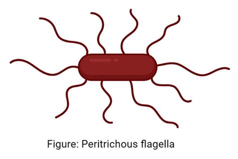 Flagella: Structure, Types, Arrangement, Functions, Examples