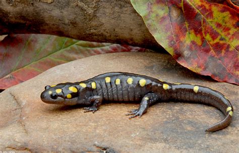 Salamanders of Northern Virginia