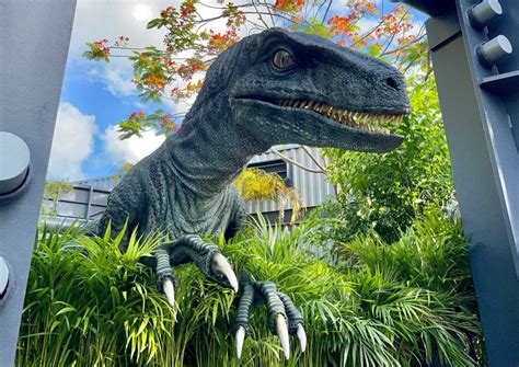 Bravo joins Blue at Jurassic World Raptor Encounter at Universal Orlando