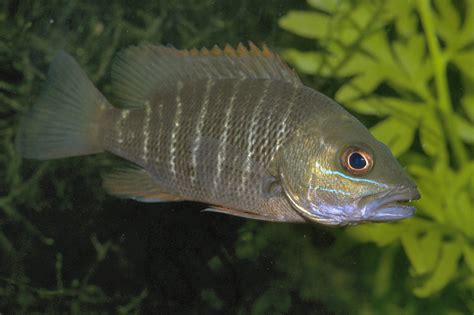 Lutjanus argentimaculatus