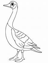 Goose 8 Coloring Page  Free Printable Pages For Kids sketch template