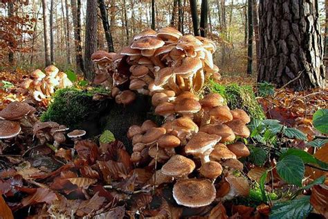 How Mushrooms And The Mycelium Network Are Healing The World