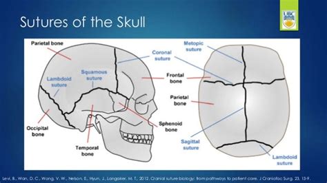 Sutures of the Skull