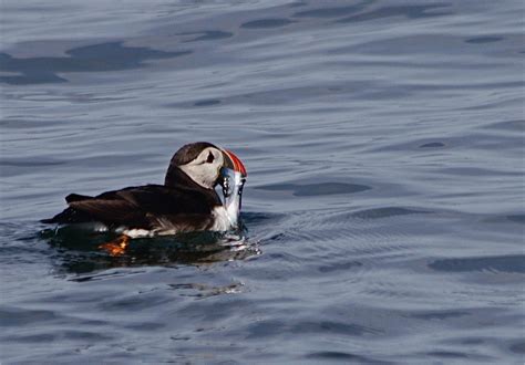 Puffins in Maine - Boat tours from Vinalhaven