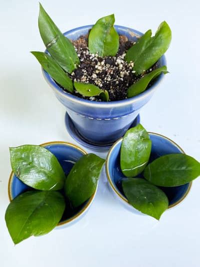 ZZ Plant Leaf Propagation: 2 Easy Water & Soil Methods