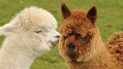 Alpacas And Llamas Differences