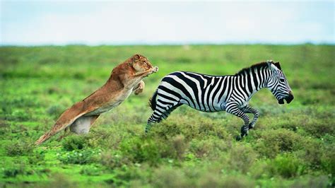 Image result for lion catch prey | Zebra, Cebras, Cebra