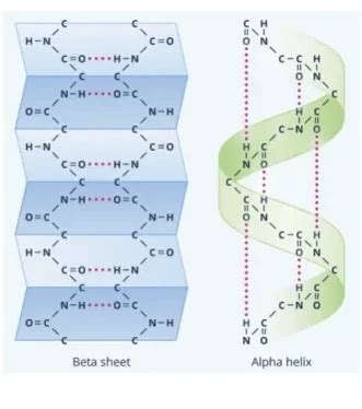 In proteins, the -helix and -pleated sheet are examples of-Turito