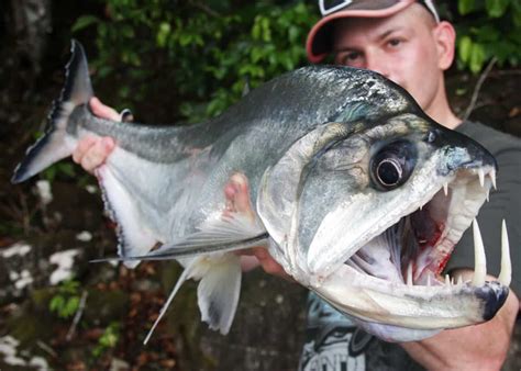 29 Vampire Fish Facts: Meet Amazon's Payara (Hydrolycus Scomberoides) | Vampire, Fish, Tiger fish