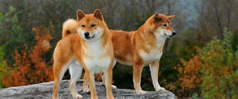 Everything You Need to Know About the Shiba Inu | TrustedHousesitters.com