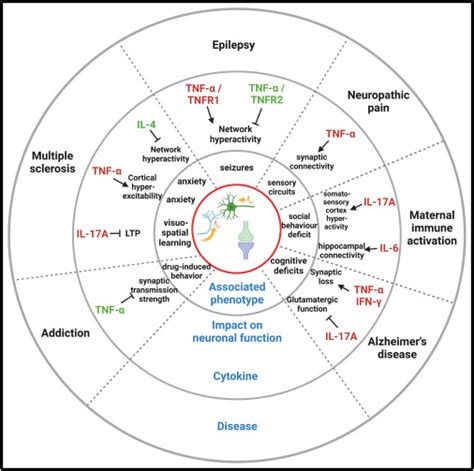 Cytokines as emerging regulators of central nervous system synapses: Immunity