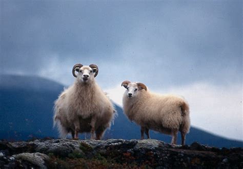 16 best images about Icelandic sheep on Pinterest | Coats, Horns and Parks