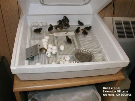 More Best incubator for quail eggs ~ Incubator egg