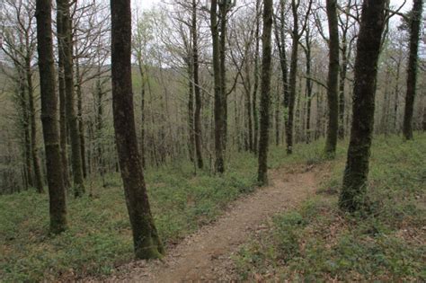 Hembury Woods Circular Walk, Buckfast, Dartmoor National Park