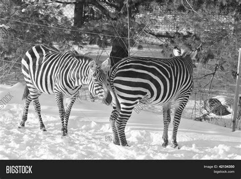 Zebra Winter Time Zoo Image & Photo (Free Trial) | Bigstock