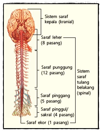 BiologiZone: Sistem Saraf Tepi