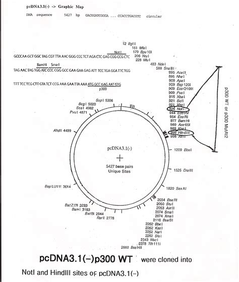 5 Pcdna3.1 Vector Map Flag Images - pcDNA3.1 Vector Sequence, pCMV Flag Vector and pcDNA3 Vector ...