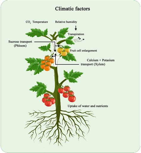 Tomato plants with fruits in different stages of development. Water and... | Download Scientific ...