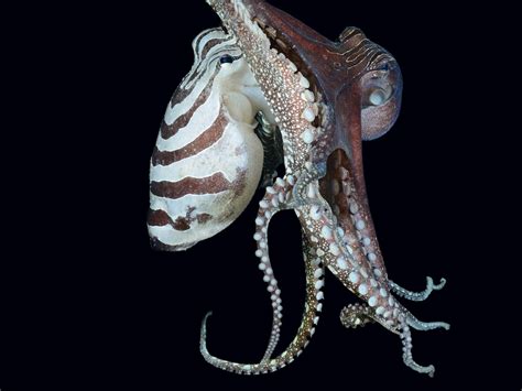 What’s Odd About That Octopus? It’s Mating Beak to Beak.