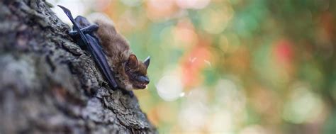 Professional Bat Removal & Control Services | Bat Exterminator