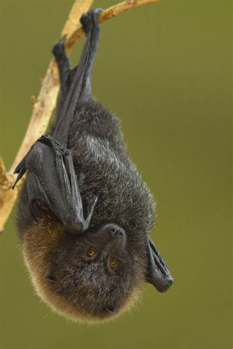 The Rodrigues fruit bat, otherwise known as the... | Bat species, Fruit ...