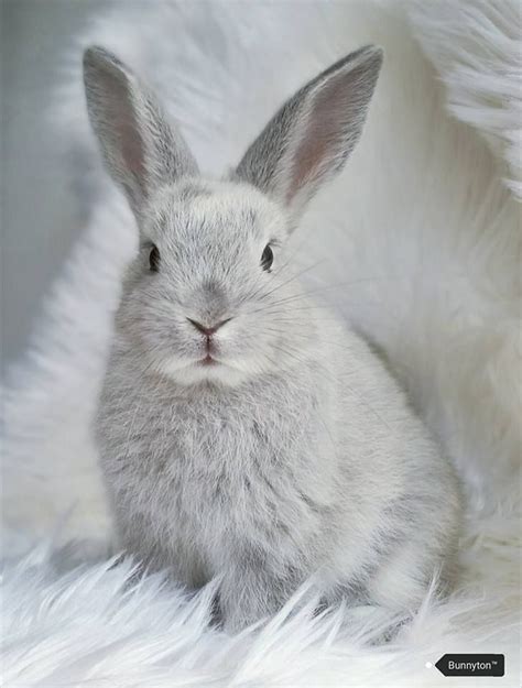 Photogenic bunny | Cute baby bunnies, Cute animals, Baby animals